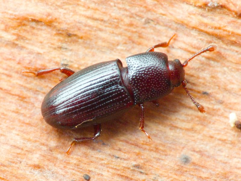 Cerylon histeroides (Fabricius, 1792)